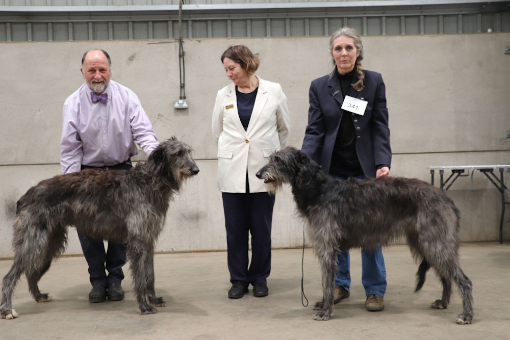 CC Winners Hound Association of Scotland 2010